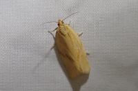 Clepsis pallidana