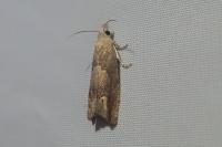 Eucosma conterminana