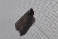 Eccopisa effractella