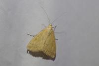 Sitochroa verticalis