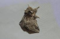 Thaumetopoea processionea