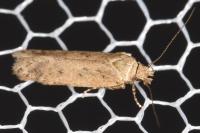 Bryotropha desertella