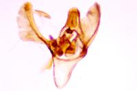 Phycitodes maritima