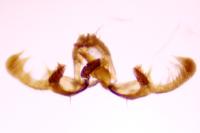 Endothenia marginana