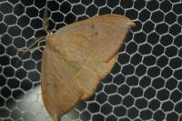 Watsonalla uncinula