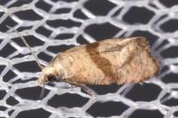 Cochylidia implicitana