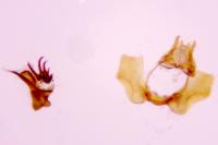 Cochylidia implicitana