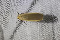 Katha depressa