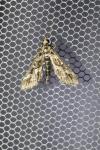 Diasemiopsis ramburialis