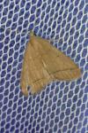 Herminia tarsipennalis