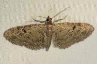 Eupithecia virgaureata