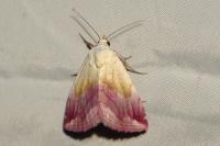 Eublemma purpurina
