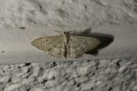Idaea seriata