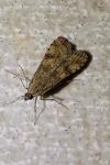 Nomophila noctuella