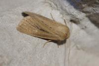 Denticucullus pygmina
