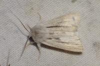Acronicta albovenosa