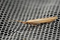 Coleophora ochrea