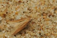 Coleophora ochrea