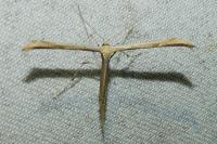Emmelina monodactyla