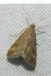 Pyrausta despicata