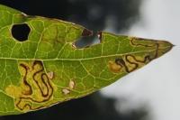 Stigmella freyella