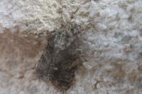 Acronicta rumicis