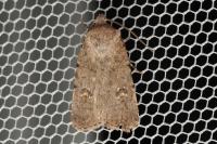 Caradrina flavirena