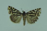 Emmelia trabealis