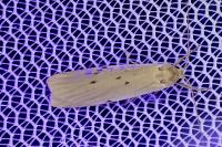 Pelosia muscerda