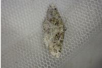 Cleorodes lichenaria