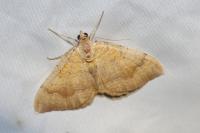 Camptogramma bilineata