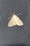Anania crocealis