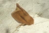Sesamia nonagrioides