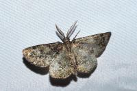 Cleorodes lichenaria