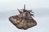 Trichiura crataegi
