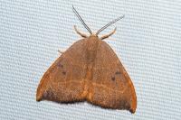 Watsonalla binaria