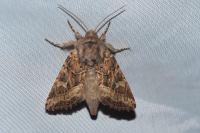 Luperina dumerilii