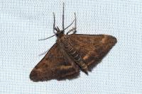 Pyrausta despicata