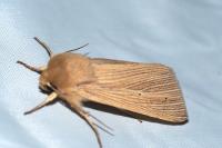 Mythimna pallens