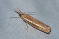 Agriphila tristella