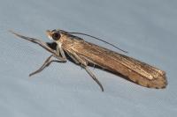 Nomophila noctuella