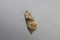 Phalonidia manniana