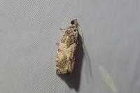 Cydia fagiglandana