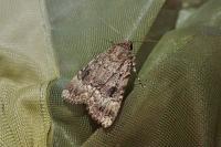 Amphipyra pyramidea