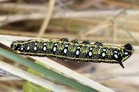 Hyles euphorbiae