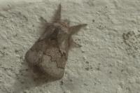 Trichiura crataegi