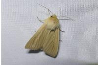 Mythimna pallens