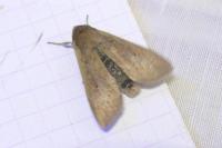 Mythimna unipuncta