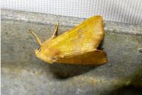 Atethmia centrago