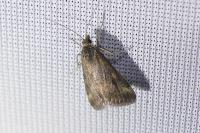 Pyrausta despicata